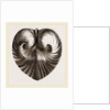 Heart Isocordia by Anonymous