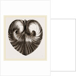 Heart Isocordia by Anonymous
