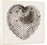 Cardium Cardissa by Anonymous