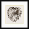 Cardium Cardissa by Anonymous