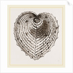 Cardium Cardissa by Anonymous