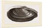 Tellina rostrata by Anonymous