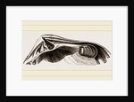 Common Crassatella by Anonymous