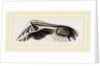 Common Crassatella by Anonymous