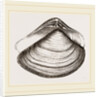 Gratelupia Moulinsii by Anonymous