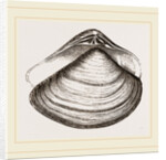 Gratelupia Moulinsii by Anonymous