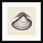 Gratelupia Moulinsii by Anonymous