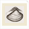 Gratelupia Moulinsii by Anonymous
