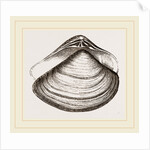 Gratelupia Moulinsii by Anonymous