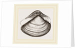 Gratelupia Moulinsii by Anonymous