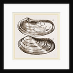 Solen-like Lutraria by Anonymous