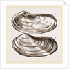 Solen-like Lutraria by Anonymous