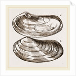 Solen-like Lutraria by Anonymous