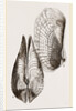 White Pholadomya by Anonymous