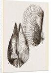 White Pholadomya by Anonymous