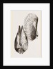 White Pholadomya by Anonymous