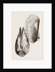 White Pholadomya by Anonymous