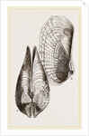 White Pholadomya by Anonymous