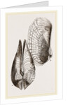 White Pholadomya by Anonymous