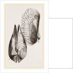White Pholadomya by Anonymous