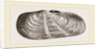 Strigilate Solecurtus by Anonymous