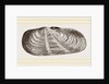 Strigilate Solecurtus by Anonymous