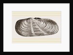 Strigilate Solecurtus by Anonymous
