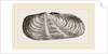 Strigilate Solecurtus by Anonymous