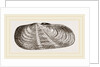 Strigilate Solecurtus by Anonymous