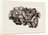 Pholas striatus in wood by Anonymous