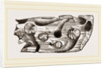 Pholas dorsalis in wood by Anonymous