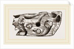 Pholas dorsalis in wood by Anonymous