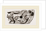 Pholas dorsalis in wood by Anonymous