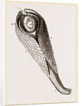 Pholas dactylus by Anonymous