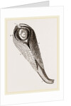 Pholas dactylus by Anonymous