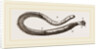 Teredo navalis by Anonymous