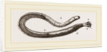 Teredo navalis by Anonymous