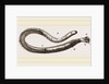 Teredo navalis by Anonymous