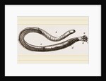 Teredo navalis by Anonymous