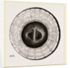 Transverse Sections of Shell Teredo gigantea by Anonymous