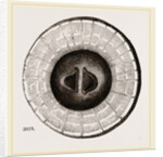 Transverse Sections of Shell Teredo gigantea by Anonymous