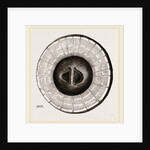 Transverse Sections of Shell Teredo gigantea by Anonymous