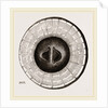 Transverse Sections of Shell Teredo gigantea by Anonymous