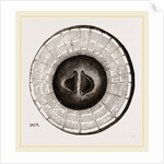 Transverse Sections of Shell Teredo gigantea by Anonymous
