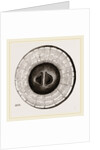 Transverse Sections of Shell Teredo gigantea by Anonymous