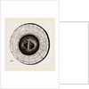 Transverse Sections of Shell Teredo gigantea by Anonymous