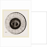 Transverse Sections of Shell Teredo gigantea by Anonymous