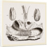 Gastrochaena by Anonymous