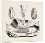 Gastrochaena by Anonymous