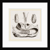 Gastrochaena by Anonymous